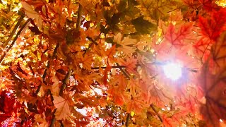FALL BACK mindfulness #meditation with mystic Sarah St Claire #ACIM