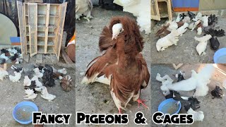 Fancy Pigeon Collection | Iron Cage & Kabutar Ki Pethi Available in Misrigunj | Kabutar | Hyderabad