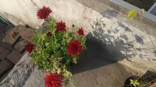 Mere gardan ke flowers ka overview