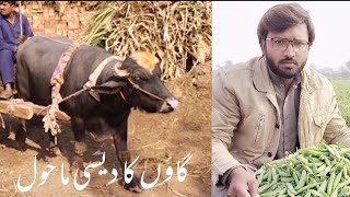 Pure Village Life in Punjab Pakistan | Full Dasi Mahol | Village Life in Punjab | M Waqas Tech