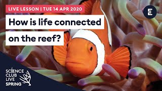 How is life connected on the reef? Science Club Live