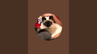 Kitty City is live! Let’s Eat Dinner!
