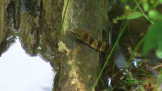 Northern Watersnake (Nerodia sipedon)