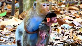 The beautiful newborn monkey looks very healthy and is so strong that its mother can barely hold it