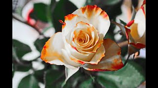 Classical music - Judy Blue Eyes - Maelynn Taylor  - Relax Music