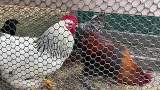 Chicken Update!!