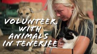 Volunteer abroad with horses and animals | Tenerife Animal Sanctuary