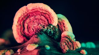 FUNGI ON A LOG, MACRO 4K + ORIGINAL AMBIENT MUSIC, VERY SHORT RELAXING NATURE VIDEO (10 SECONDS)