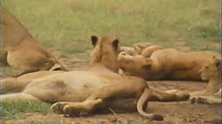 National Geographic: Lions of the African Night (1986)