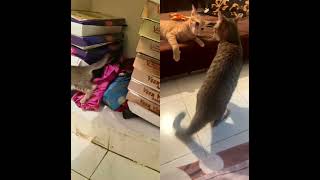 Highlight 17:20 – 22:20 from Paw_Family is live - Love Pets? 🐾 Support Our Channel with a Like & Sub