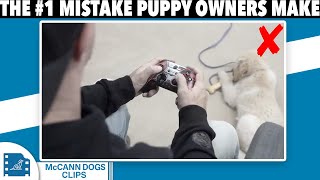 You're Supervising Your Puppy WRONG