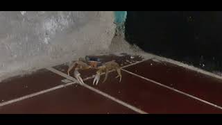 Crab trying to do the mOOn walk#nature #costarica#jungle #hidden #wildlife #insects
