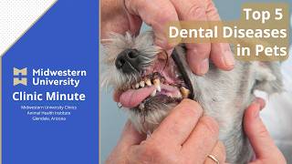 Learn About the Top 5 Dental Conditions in Pets from Midwestern University's Animal Health Institute