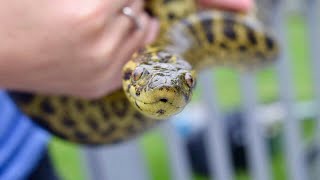 New yellow anaconda