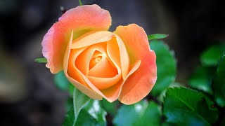 Laura Cantrell - When The Roses Bloom Again (Lyric Video)