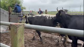 Cow Rescue 2024