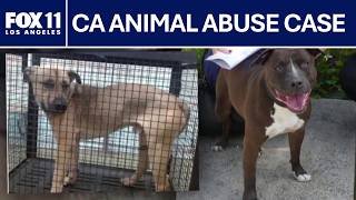 Nearly 100 dogs seized from California shelter euthanized; Rescuers warn suspect may get probation