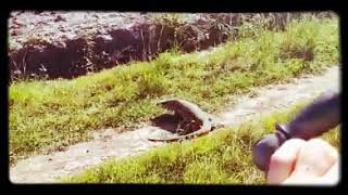 IGUANA ATACA A CICLISTA