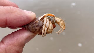 Hermit Crab - Water Spit Defense?