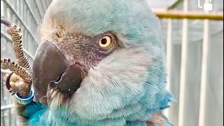 Extinct Spix macaw calling for each other! The sounds and noises of Spix Macaws