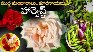 ముద్దమందారాలు గులాబీలతో పాటు తాజా కూరగాయలు /terrace garden harvest/ vegetable harvest 