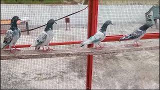 Pigeons Chandi Time In Tournament All Pakistan |Kabootar Bazi Pakistan |Mirpur Pigeons Page