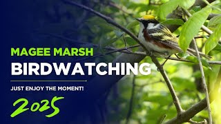 BIRDWATCHING at its BEST! ENJOY the MOMENT at MAGEE MARSH: The Biggest Week in American Birding 2025