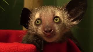 Agatha the Aye-Aye: One Month Old