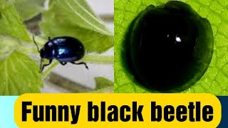 Bug turn over itself| black bug| Twinkle Brilliance