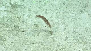 ROV Hercules Dive NA110-H1760-20190703T2338UTC-150