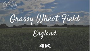 Grassy Field 4K - Calming Wind and Bird Sounds in England