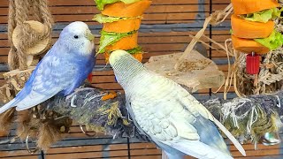 happy budgie parakeet sounds