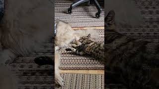 My cat has a foot fetish