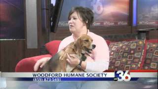 ABC 36 News News at Noon/12:30 Pets Need Pals - Prince 11-17