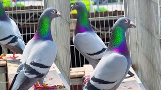 Healthy Racing Pigeon Feeding Routine | Balanced Food Mix for Winners