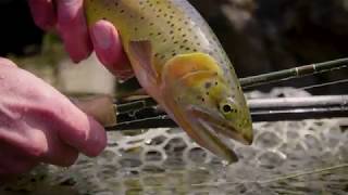 Scott F vs. Sage Dart Video | On the Water with Telluride Angler