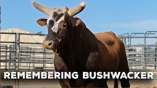 Remembering Bushwacker: The Greatest Bucking Bull of All Time