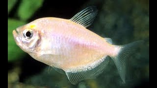 White Skirt Tetra Fish