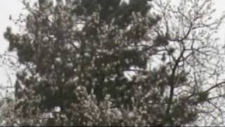 3 Prasicki-3 Porcellini Hellcats -Njmm voje  Heavy pork musik-Rock-Folk