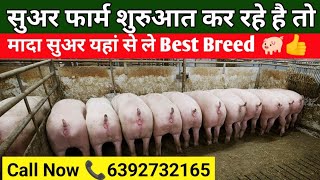सुअर फार्म शुरुआत कर रहे है तो मादा सुअर यहां से ले Best Breed 🐖👍 @Chandanlivestock