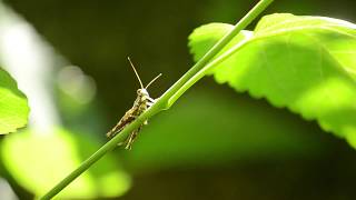 Grasshopper Resting on a Branch - Free Footage,  Copyright Free