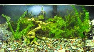 Terrance's 1st fish tank part 4