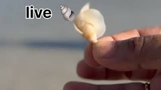 live sea shell