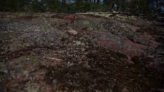Smooth Snake In It's Natural Habitat (Coronella austriaca) 2Of2