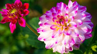 healing music for the heart and blood vessels 🌿 calms the nervous system and pleases the soul