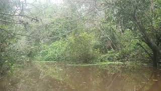 Chill Boat Trip Into The Amazon Rainforest Jungle ! 