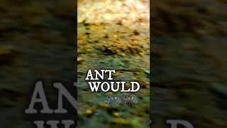 ANT WOULD EP.2|SL CLIPS