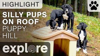 Funny Puppies Standing on Dog House - Great Dane Puppy Live Cam Highlight 10/24/17
