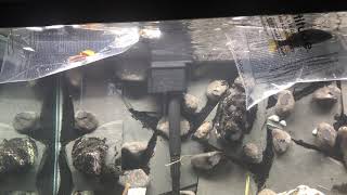 How to properly acclimate new African cichlids to a brand new fish tank setup
