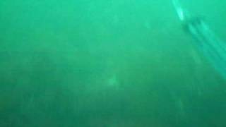spearfishing striped bass at block island